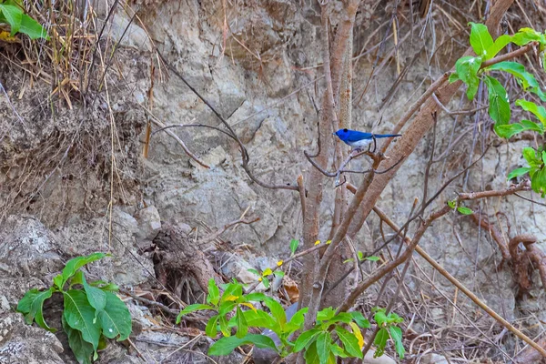 Black Naped Monarch resting on a tree