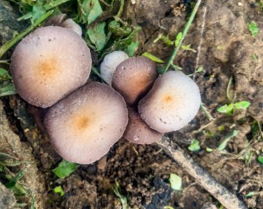 Ormandaki Vahşi Mantar