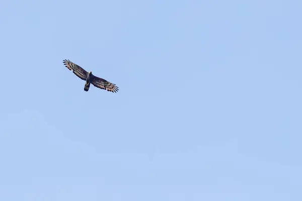 Uma Águia Serpente Voando Alto Céu — Fotografia de Stock