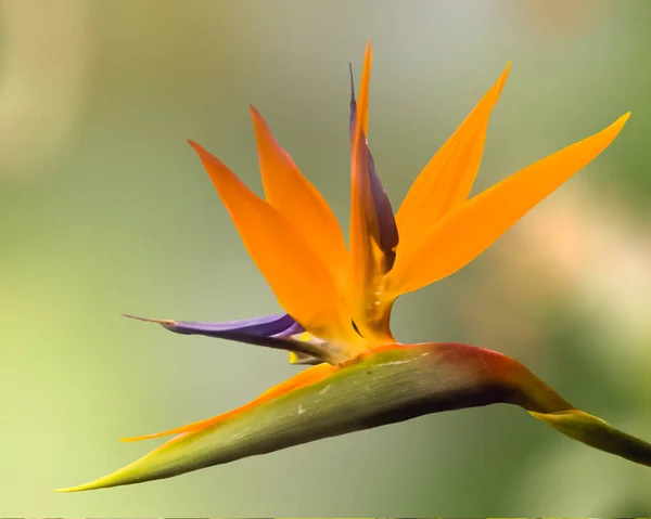 Ένα Πλήρως Ανθισμένο Λουλούδι Πουλιά Του Παραδείσου — Φωτογραφία Αρχείου