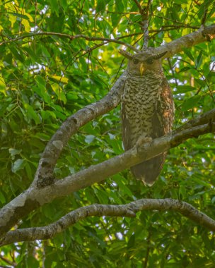 Beyaz Göğüslü Baykuş Dar Görünüyor