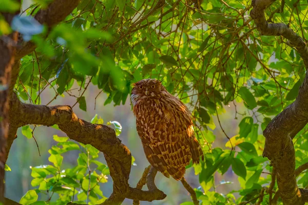 A Brown Fish Owl resting on a tree