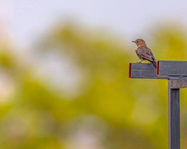 MS açısına tüneyen bir Kahverengi Kaya Sohbeti