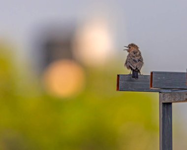 Kenarda oturan Kahverengi Kaya Sohbeti