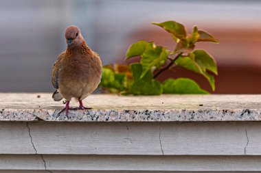 Gülen güvercin duvarda geziniyor