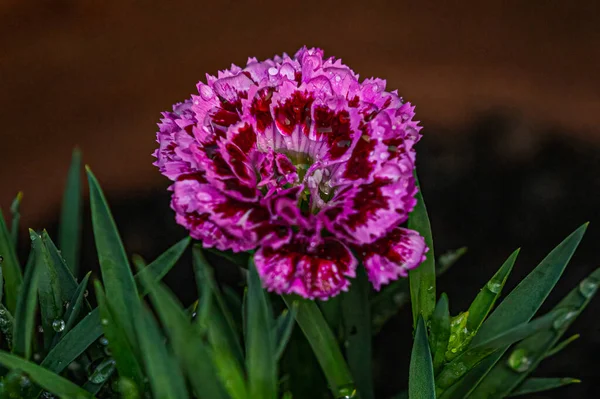 Bahçede mor bir karanfil çiçeği