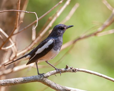 A Oriental Magpie resting on a tree