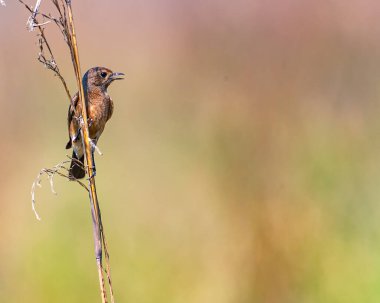 Bir şubeden Bush sohbeti.