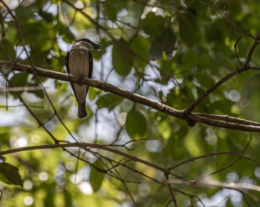 Bir Wood Shrike yan yol