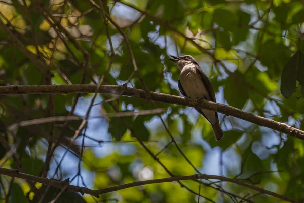A Wood Shrike resting on a tree