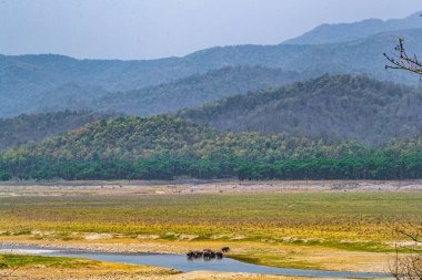 Fil sürüsü ve nehri olan bir manzara.
