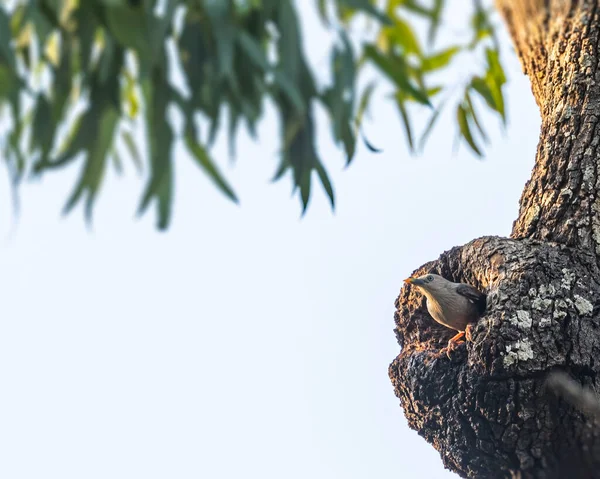 Chestnut Starling Yuvasından Çıkıyor — Stok fotoğraf