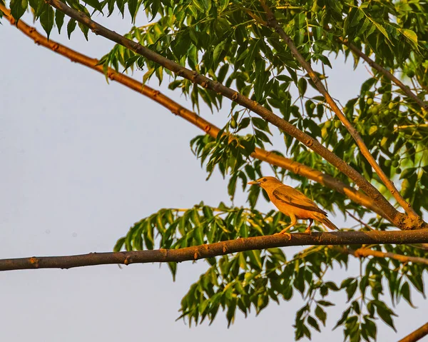 Ein Kastanienstern Auf Einem Baum — Stockfoto