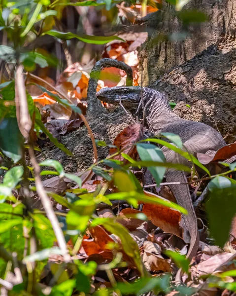 森林里的一个监视器蜥蜴 — 图库照片