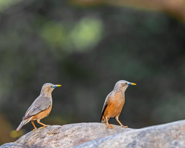 Pair Chestnut Starlings Rock — Stock Photo, Image