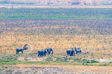 Gövdesi kum fırlatan bir fil.