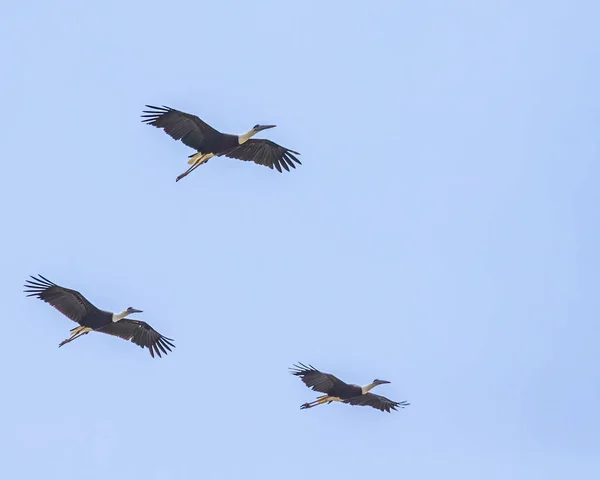 Ein Trio Wollhalsstorch Flug Himmel — Stockfoto
