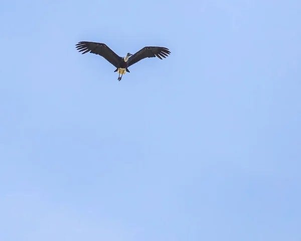 Woolly Neck Stork Flight — Stock Photo, Image