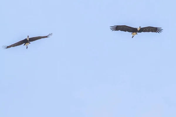 Pair Woolly Neck Stork Blue Sky — Stock Photo, Image