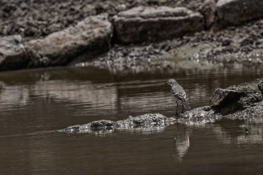 Gölette beyaz bir Wagtail