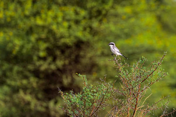Grey Shrike Sitting Bush — Stock Photo, Image