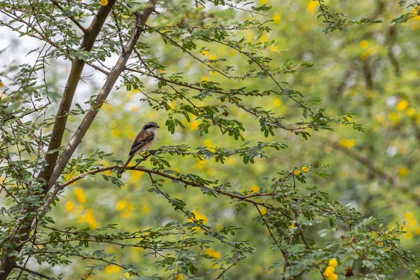 Czerwona Backed Shrike Spoczywa Drzewie — Zdjęcie stockowe