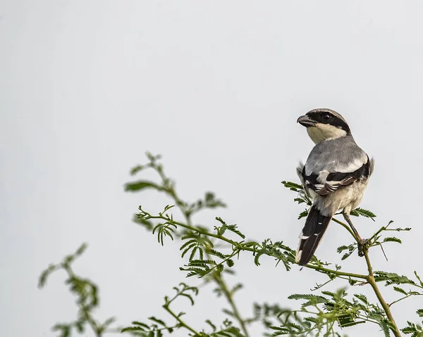 Grey Shrike Perching Bush Tree — Stockfoto