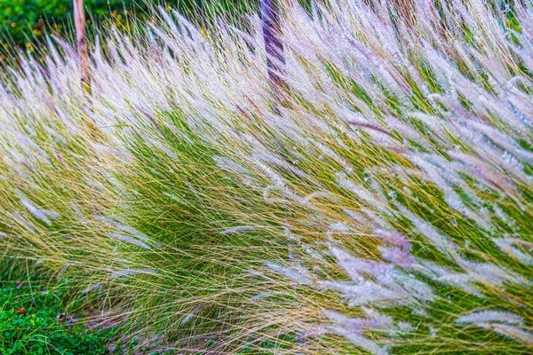 Fountain Grass Wetland — Stock Photo, Image