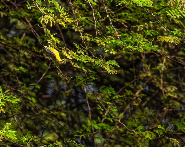 Pasăre Soare Prinde Insectă — Fotografie, imagine de stoc