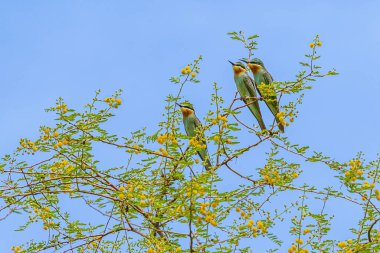 Mavi kuyruk Arı Yiyici ağaçta dinleniyor