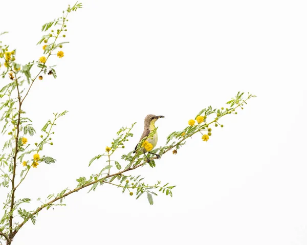 Ein Weiblicher Sonnenvogel Mit Nahrung Maul — Stockfoto