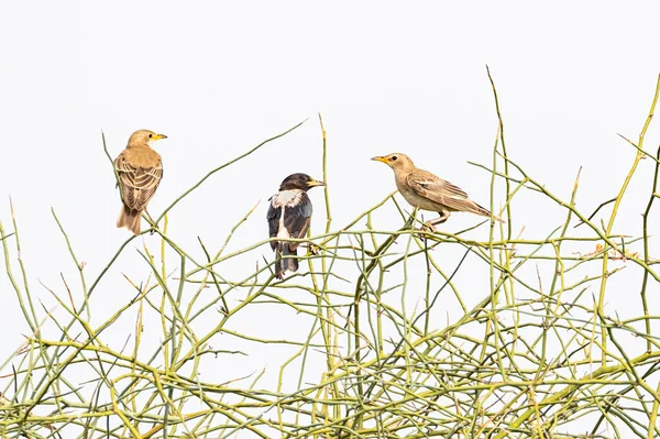 Rosy Starling Field Pipits Tree — Stock Photo, Image