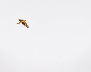 Bir Montague Harrier uçarken aşağıya bakıyor