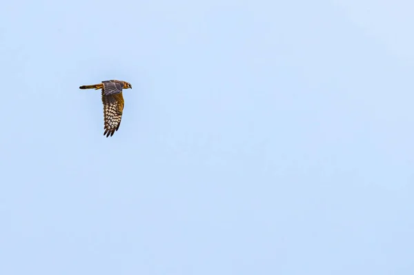 Eine Rohrweihe Fliegt Mit Abgesenkten Flügeln — Stockfoto