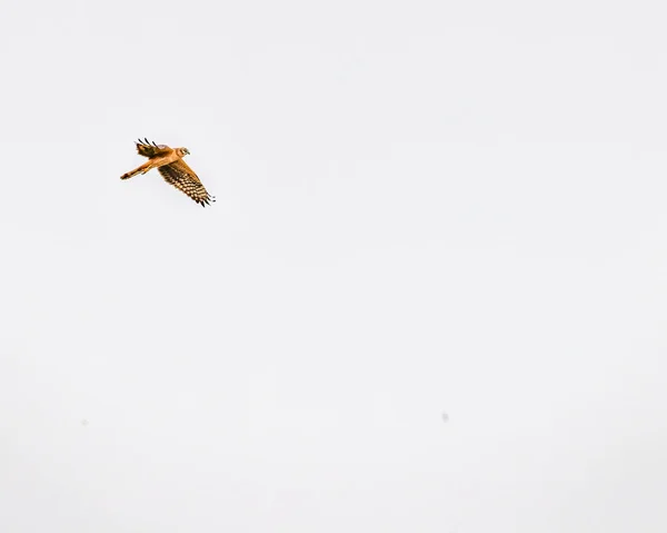 Montague Harrier Olhando Para Baixo Enquanto Voava — Fotografia de Stock