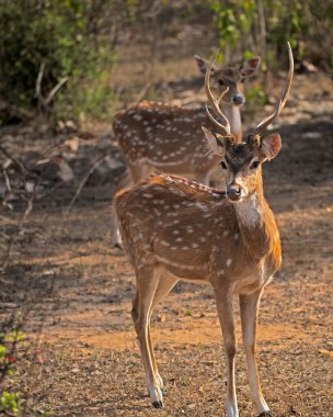 Ormanda Benekli Sevgili