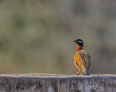 Siyah bir Frankolin duvarda dinleniyor.