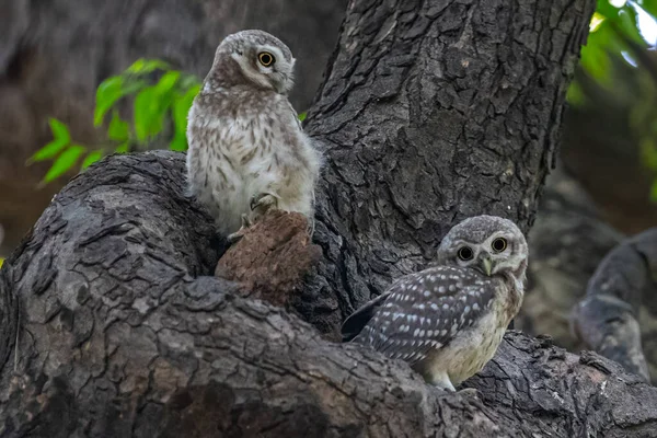 Pair Owlets Perching Nest — Stock Photo, Image