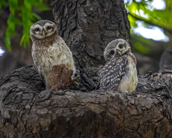 Two Owlets Looking Camera — Stock Photo, Image