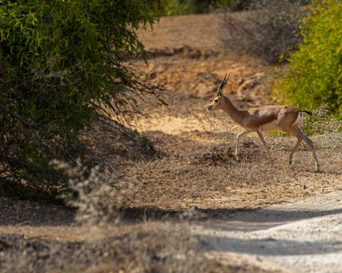 Bir Chinkara ormana doğru koşuyor.