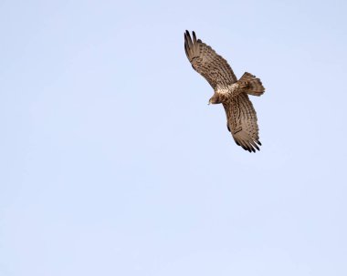 Kısa ayak parmaklı yılan kartalının kanat tasarımı