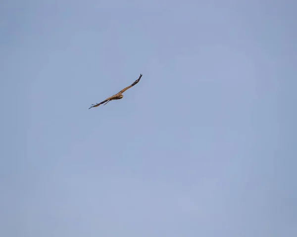 Dedo Curto Snake Eagle Voo — Fotografia de Stock