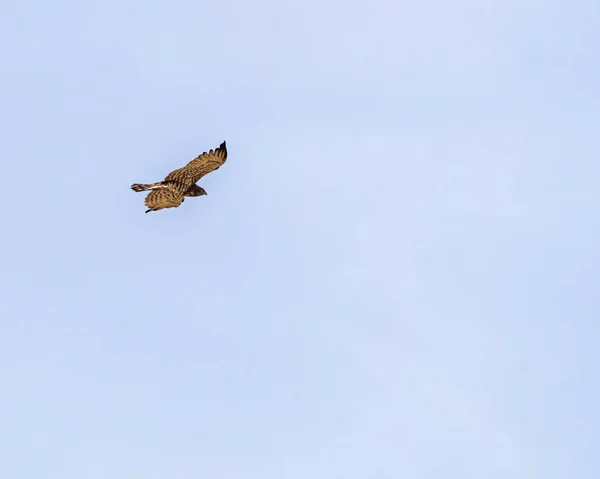 A Short Toe Snake Eagle going away from camera