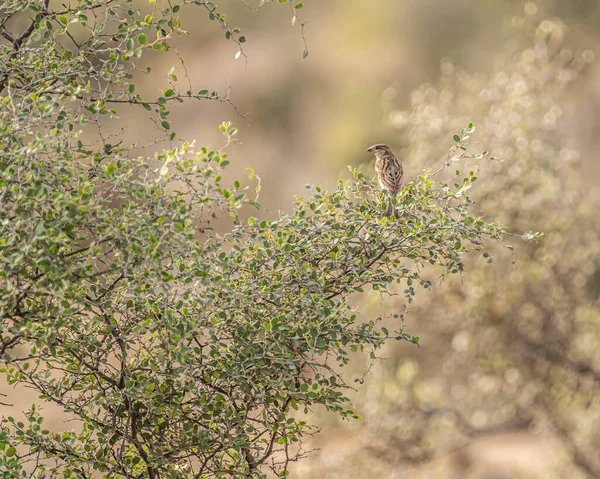 Ein Sperling Auf Einem Baum — Stockfoto