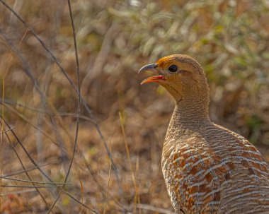 Gri bir Francolin yakın planda