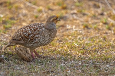 Gri bir Francolin gölgede dinleniyor