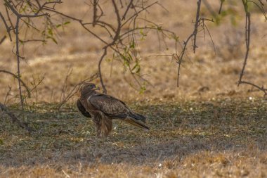 Kenara bakan çizmeli bir kartal.