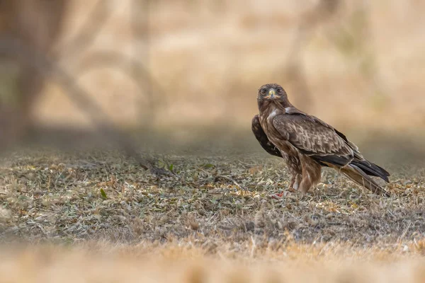 Booted Eagle Looking Camera — Stock Photo, Image