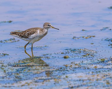 Böcekli bir çulluk.