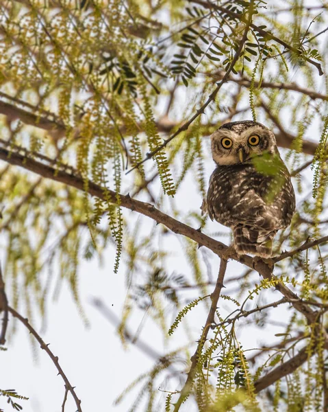 Spotted Owl Looking Back Tree — Stock Photo, Image